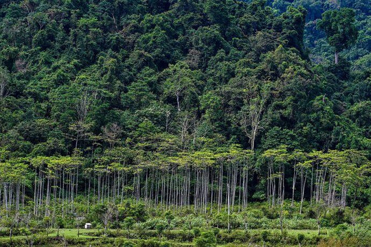 Thanh tra Chính phủ: Tập đoàn Tân Mai để hơn 2.430 ha đất thuê tại Tây Nguyên chưa trồng rừng