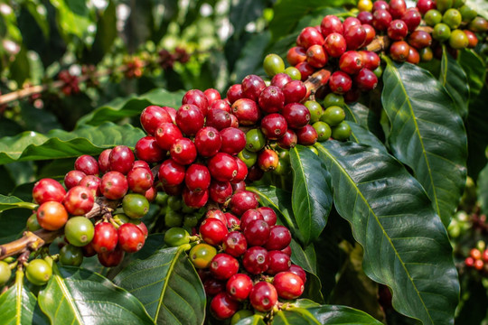 Giá cà phê ngày 19/9 giảm tới 600 đồng/kg, giá Robusta thế giới lùi về mốc 3.391 USD/tấn
