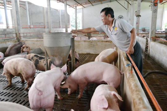 Giá heo hơi ngày 19/9: Thái Nguyên tăng lên 60.000 đồng/kg, miền Bắc thiết lập mặt bằng mới