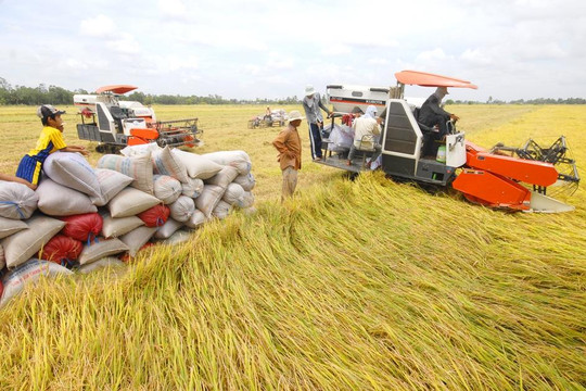 Giá lúa gạo hôm nay 21/9: Lúa tươi giữ mức 5.600-6.200 đồng/kg, gạo nguyên liệu đi ngang