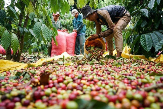 Giá cà phê hôm nay giảm tới 1.700 đồng/kg, Robusta sàn London lùi về mức 3.396 USD/tấn