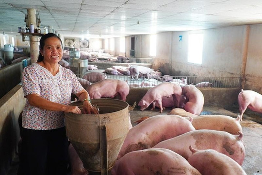 Giá heo hơi ngày 21/9: Ba địa phương chạm mốc 60.000 đồng/kg, miền Bắc dẫn đầu đà tăng