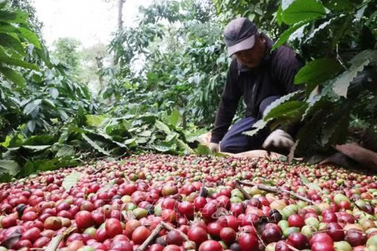 Giá cà phê trong nước đi ngược thế giới