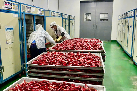 Từ cánh đồng ớt đến chuỗi giá trị nông nghiệp bền vững ở Khánh Hòa