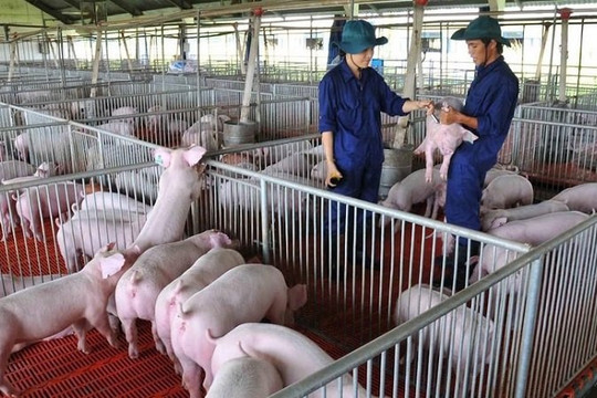 Giá heo hơi ngày 23/9 tăng 1.000 đồng/kg tại Bắc Ninh và Đồng Nai, lên mốc 60.000 đồng/kg