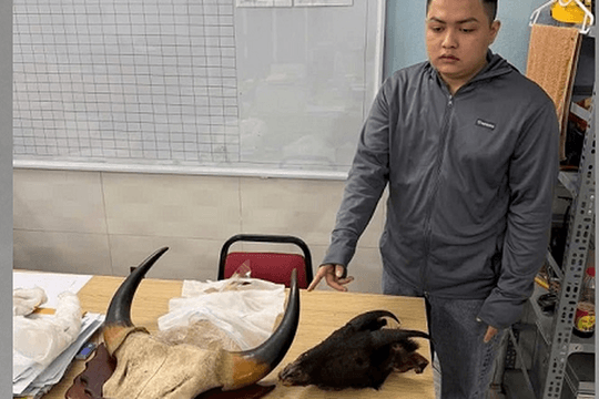 Tạm giữ nam sinh viên giấu sừng bò tót trong xe máy đi giao cho khách