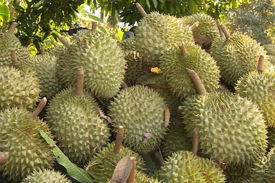 Giá sầu riêng hôm nay 24/9 duy trì mức ổn định, sầu Thái tại Đắk Lắk đạt mức 95.000 đồng/kg