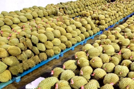 Giá sầu riêng hôm nay 25/9: Sầu Thái tại miền Tây lên 55.000 đồng/kg, Tây Nguyên neo cao