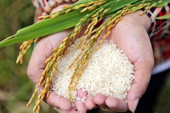 Giá lúa gạo ngày 27/9: CL 555 và IR 504 giữ giá 8.800 đồng/kg tại Đồng bằng sông Cửu Long