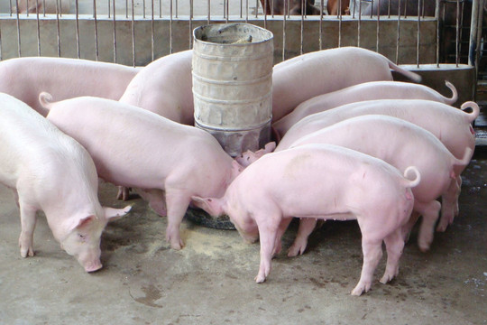 Giá heo hơi hôm nay 27/9 giảm 1.000 đồng/kg, thị trường mất hoàn toàn mốc 60.000 đồng/kg