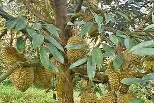 Xuất khẩu sầu riêng Việt Nam siết chặt tiêu chuẩn: Kiểm soát Cadimi và 6 đối tượng dịch hại