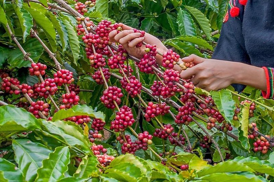 Giá cà phê hôm nay 28/9: Khu vực Tây Nguyên phục hồi lên mốc 93.800 đồng/kg sau phiên cuối tuần