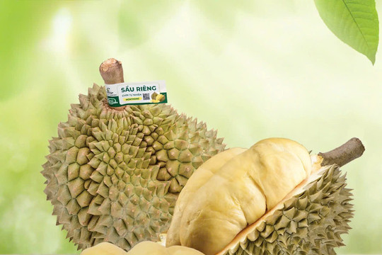Giá sầu riêng ngày 28/9 tăng 2.000 đồng/kg tại miền Tây, Đắk Lắk chạm mốc 95.000 đồng/kg