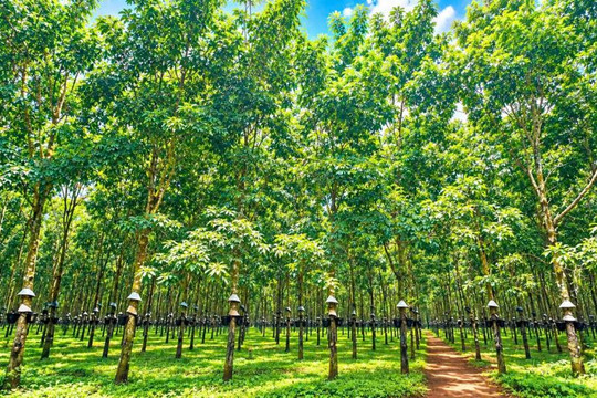 Giá cao su ngày 28/9: Sàn Thượng Hải tăng lên 18.740 CNY/tấn, thị trường nội địa giữ ổn định