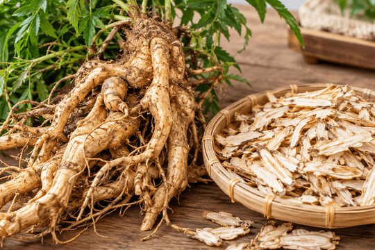 3 cách sử dụng rễ đinh lăng bồi bổ cơ thể