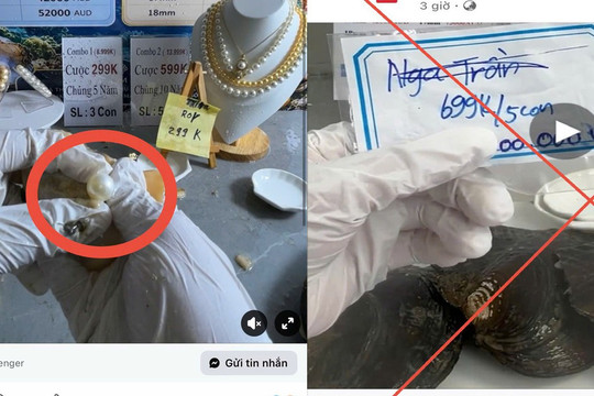 Chiêu trò livestream ‘mở ngọc trai’: Hứa lãi tiền tỷ, coi chừng sập bẫy mất trắng