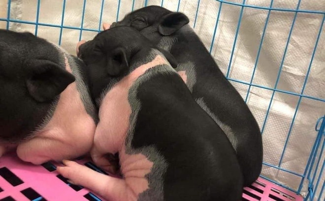 Lợn cảnh mini gây "sốt" giữa thời điểm nóng dịch tả lợn Châu Phi