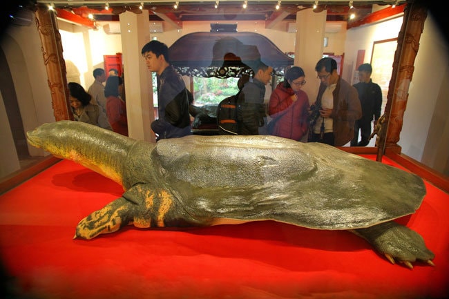 Ảnh: Tiêu bản cụ rùa Hồ Gươm được đưa vào đền Ngọc Sơn