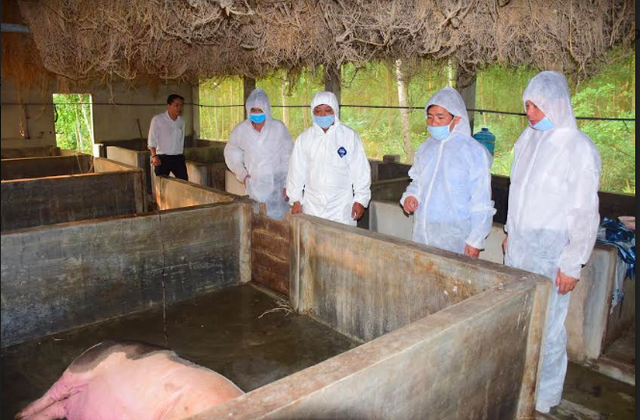 Dịch tả lợn Châu Phi đã xuất hiện tại Huế
