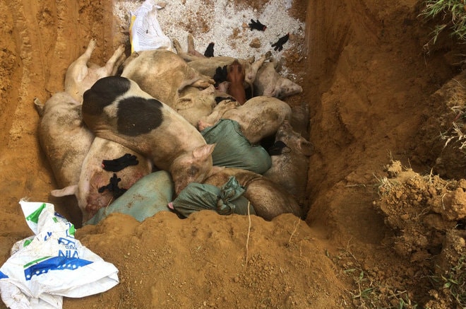 Quảng Nam: Tiến hành tiêu hủy 151 con heo bệnh lở mồm long móng