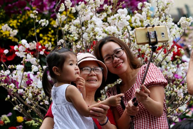 Ngắm hàng vạn cây anh đào nở rộ bên Hồ Gươm