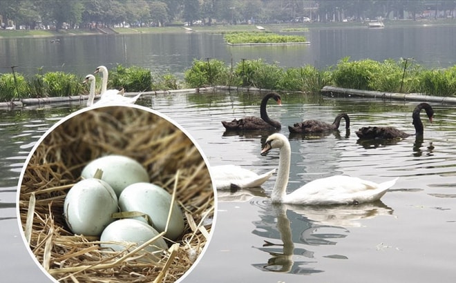 Ảnh: Thích thú xem đàn thiên nga đẻ trứng ở hồ Thiền Quang