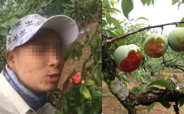 Nhóm du khách cắn hàng loạt quả trên cây, quay clip khoe gây phẫn nộ