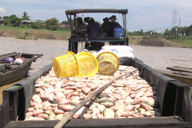 Đã tìm ra nguyên nhân 1.000 tấn cá bè chết trắng ở Đồng Nai