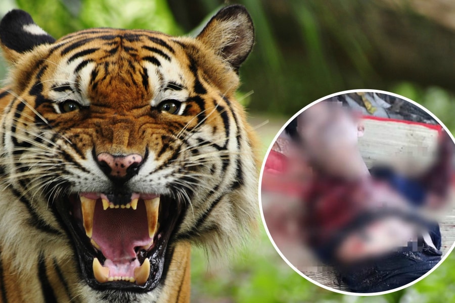 Những vụ hổ tấn công người gây chấn động ở Việt Nam