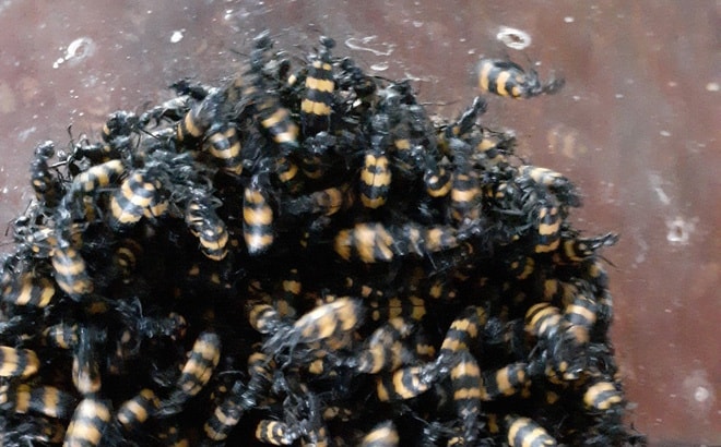 Cẩn trọng thương lái lùng mua bọ có độc giá cao