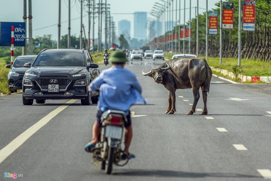 Ảnh: Hàng chục con trâu bò nghênh ngang trên tuyến đường 5.000 tỷ