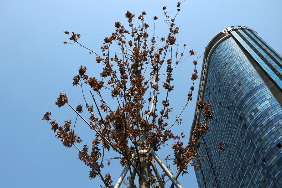 Ảnh: Hàng phong lá đỏ trên đường Trần Duy Hưng có dấu hiệu chết khô giữa trời thu