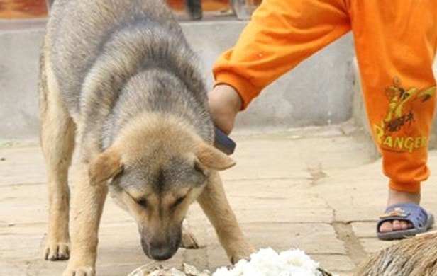 Bé trai 5 tuổi tử vong thương tâm sau 1 tháng bị chó cắn