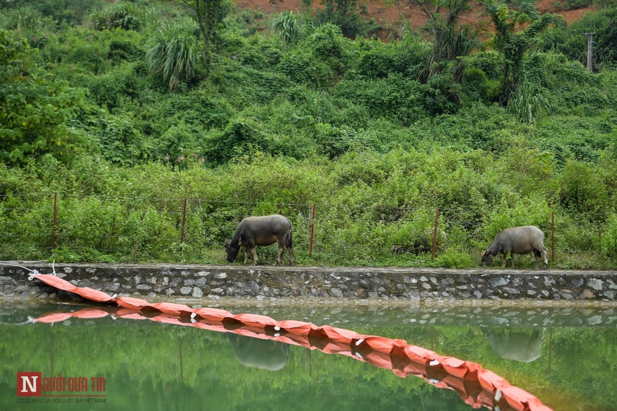 Ảnh: Chăn thả gia súc ở khu vực kênh dẫn nước nhà máy nước sạch sông Đà