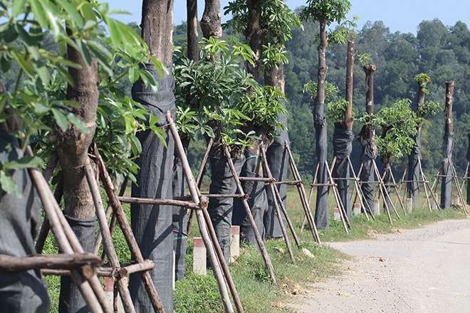 Ảnh: Gần 100 cây hoa sữa chuyển từ Hồ Tây bắt đầu ra hoa tại bãi rác Nam Sơn