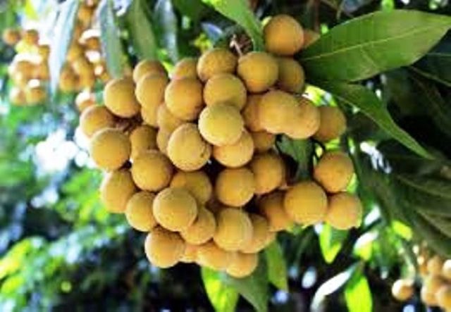 Hóc hạt nhãn, bé trai 2 tuổi tử vong thương tâm