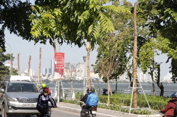 Ảnh: Diện mạo mới của phố Trích Sài sau khi di dời gần trăm cây hoa sữa