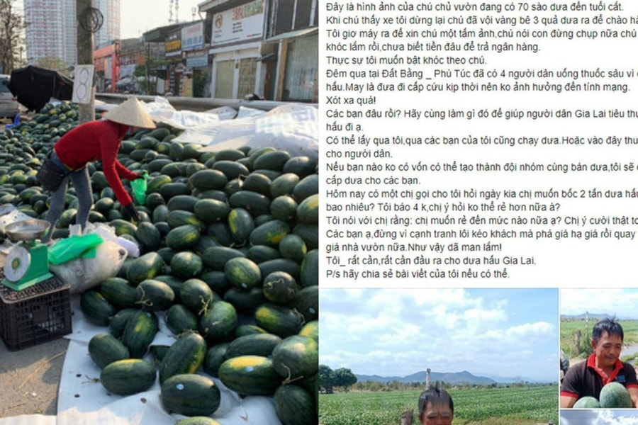 Sự thật về thông tin "4 người tự tử vì giá dưa hấu rẻ" trên mạng xã hội