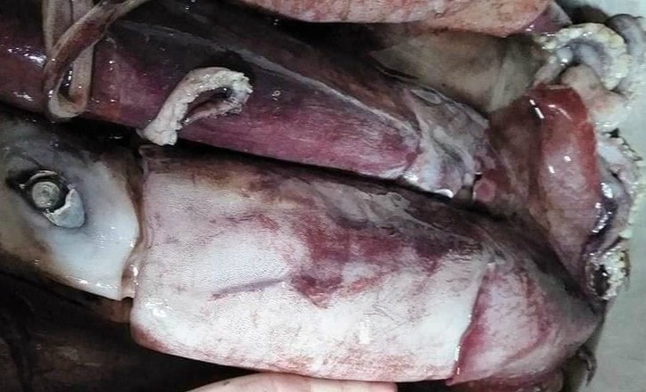 “Mực xà đại dương” dân biển không ăn lên Hà Nội thành đặc sản giá nửa triệu