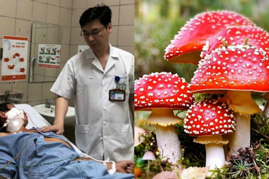 Những vụ tử vong thương tâm do ăn nấm rừng độc