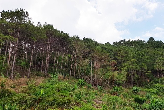 Đi săn bắt thú, người đàn ông bị đạn bắn trúng đầu tử vong