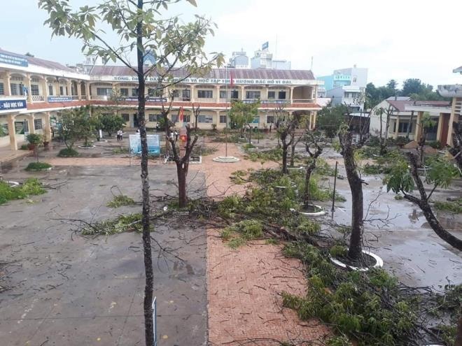 Ảnh: Hàng loạt cây phượng bị cắt tỉa, đốn hạ sau sự cố phượng đổ tại TP.HCM