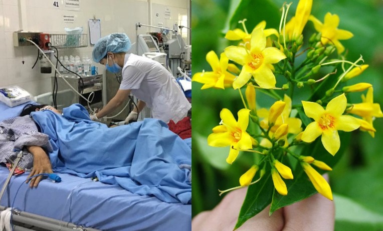 Đau lòng những vụ tử vong thương tâm do ăn nhầm lá ngón