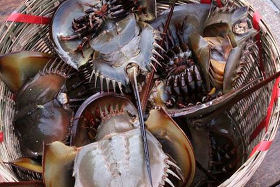 Bọ biển "khổng lồ" 1 triệu đồng/ đôi, đặc sản lạ hút khách sành ăn