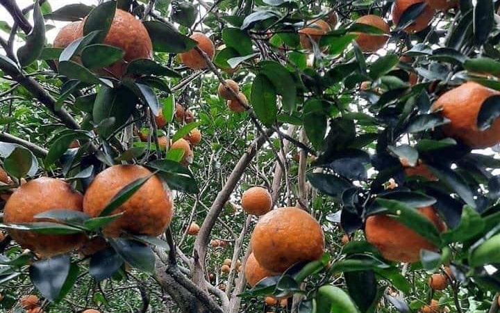 Cam sành Hà Giang siêu rẻ: 6 nghìn đồng/kg, mua cả yến vắt uống cả lít