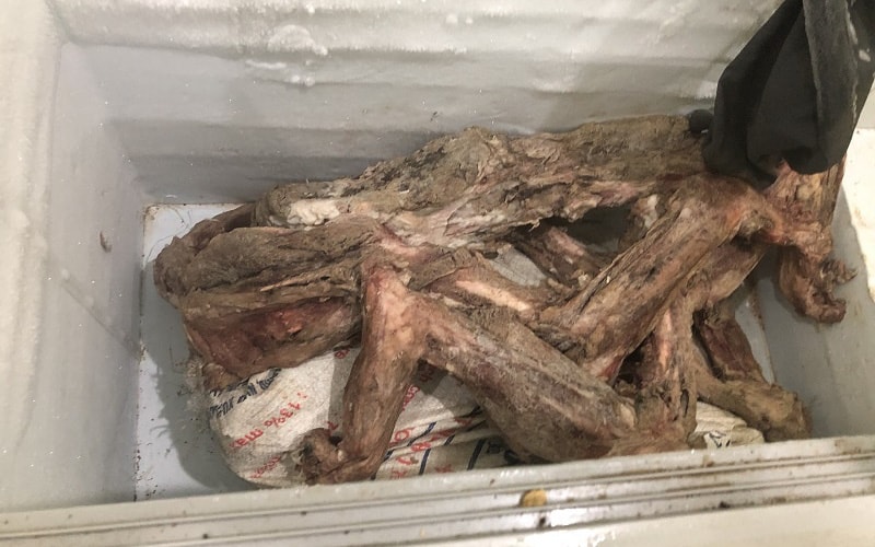 Bắt vụ đánh bạc, phát hiện bộ xương hổ giá 300 triệu