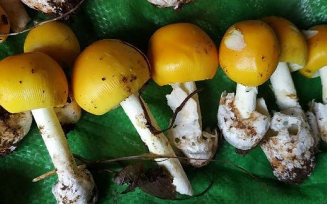 Độc đáo loại nấm trứng gà giá nửa triệu đồng mỗi kg