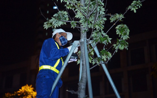 Hình ảnh công nhân xuyên đêm đánh chuyển hàng phong lá đỏ đi tránh nắng