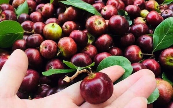 Hồng quân rừng đỏ thẫm, mẹ con ăn tươi, bố ngâm rượu thơm