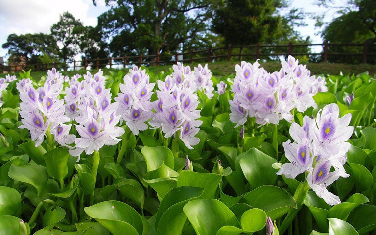 Bèo tây từ thức ăn cho gia súc “biến” thành hàng xuất ngoại đắt giá